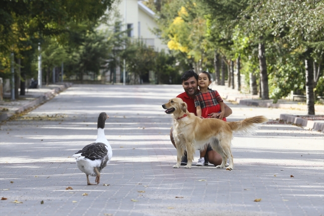 Köpek ve kazın ilginç dostluğu